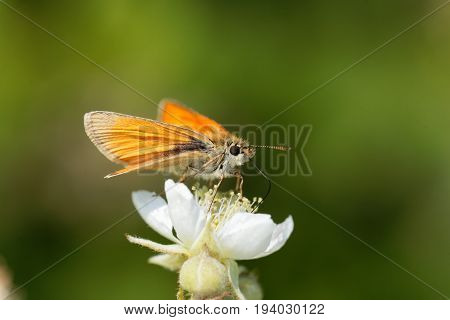 A large skipper butterfly (Ochlodes sylvanus) on a flower.