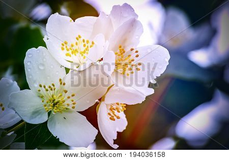 Blossoming flowers of Jasmine tree (Jasminum officinale), summer, Europe. White jasmine tree belongs to the genus Jasminum that numbering around 200 species.  Selective focus