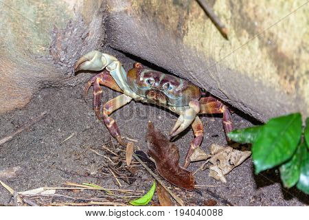The crab hid under a tree and protected.