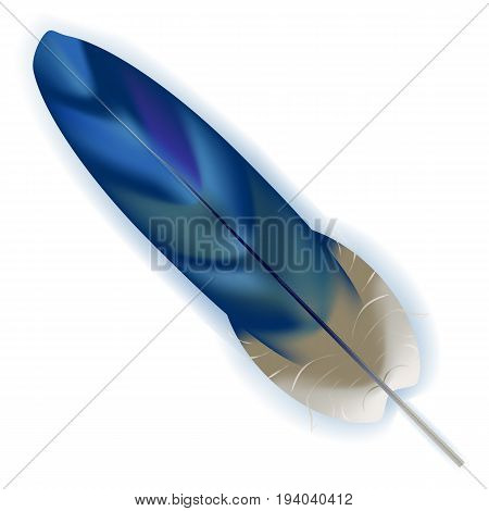 Beautiful vector illustration. Bright blue bird feather