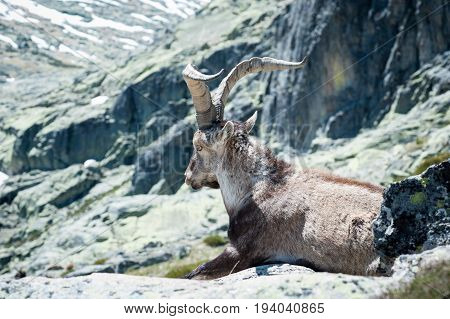 goat resting on the top of the mountain