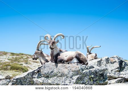 goat resting on the top of the mountain