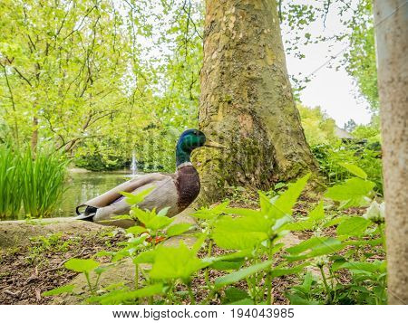 Pretty colorful duck wandering in a local park besides a tree with a lake and fountain in the background