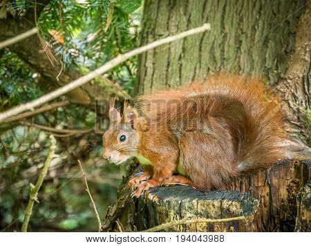 Squirrel resting on a stump and looking into the camera