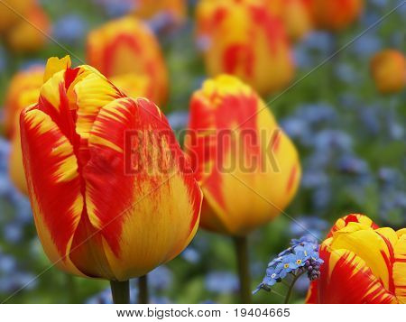 Darwin Hybryd Tulipán plamen