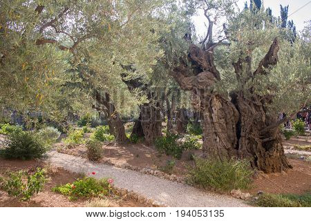 Garden of Gethsemane Thousand-year olive trees, Jerusalem