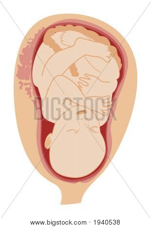 Baby In der Gebärmutter