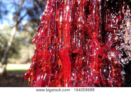 Red resin sap flowing from an Australian Eucalyptus gum tree