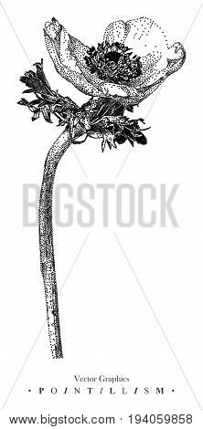 Vector illustration with anemone flower drawn by hand. Graphic drawing, pointillism technique. Botanical natural collection. Black and white floral element isolated on white