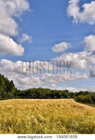 Landscape with a cornfield and blue sky on a summers day