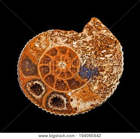 an ammonite fossil on a black background