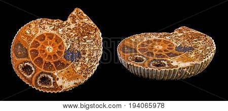 an ammonite fossil on a black background