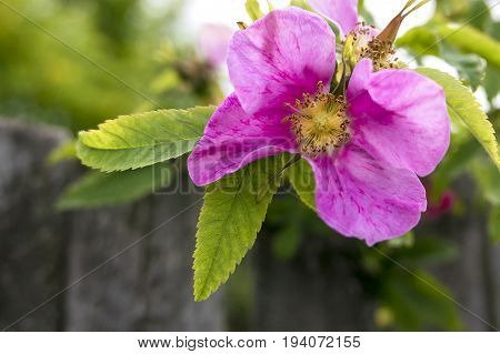Rosehip flower blooming, soft bokeh background in summer