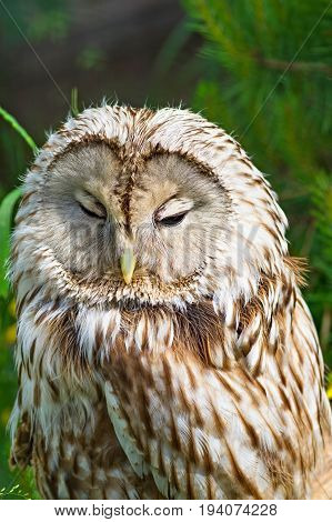 Gray or Common Owl. Closeup portrait of a tawny owl Strix aluco in the woods. Stocky, medium-sized owl commonly found in woodlands across much of Eurasia