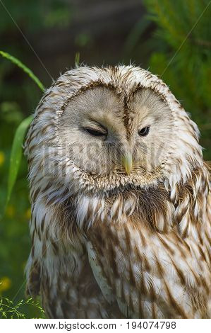 Gray or Common Owl. Closeup portrait of a tawny owl Strix aluco in the woods. Stocky, medium-sized owl commonly found in woodlands across much of Eurasia