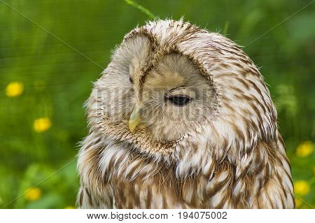 Gray or Common Owl. Closeup portrait of a tawny owl Strix aluco in the woods. Stocky, medium-sized owl commonly found in woodlands across much of Eurasia