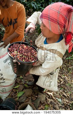 In The Mountains Of Northern, Thailand Women Of The Akha Ethnic Group Gather Coffee