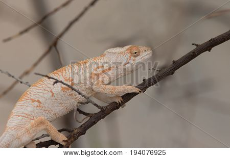 Desert Iguana On Branch