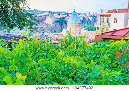 The Grape Vines In Old Tbilisi