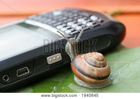 Snail On The Phone