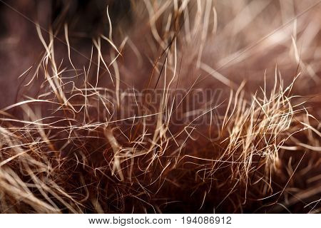 Texture Of Fur. Red Brown Grey Wolf, Fox, Bear Fur Natural, Animal Wildlife Concept And Style For Ba
