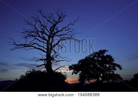 Summer evening forest, meadows and pastures landscape in Slovakia. Evening scenery in Gavurky. Dry tree silhouette.
