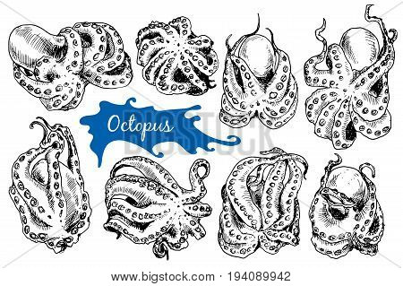 Octopus in sketch style. Collection of hand drawn illustration