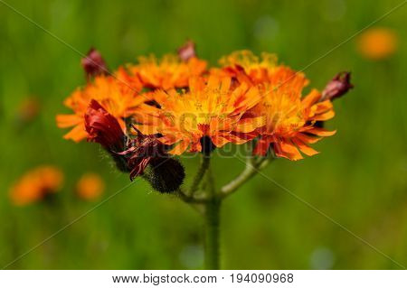 Powerful orange-blossoming hawkweed - close-up of a beautiful flower depth of field