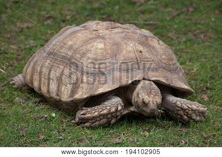 African spurred tortoise (Centrochelys sulcata), also known as the sulcata tortoise.