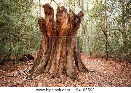 Burnham Beeches, UK - 7 November 2016: Dead Tree Trunk In Woods At Burnham Beeches In Buckinghamshire
