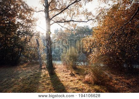 Burnham Beeches, UK - 7 November 2016: Frosty Autumn Landscape At Burnham Beeches In Buckinghamshire