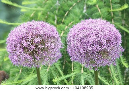 Alliums, also known as ornamental onions, are grown for their showy flower heads, which come in wide range of sizes and shades of blue, purple, white and yellow.