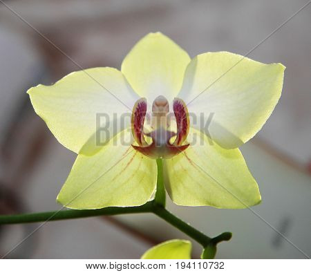 Blooming orhid flowers Phalaenopsis lemon colors blossoming