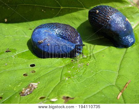 Blue slug in the woods , (Bielzia coerulans)
