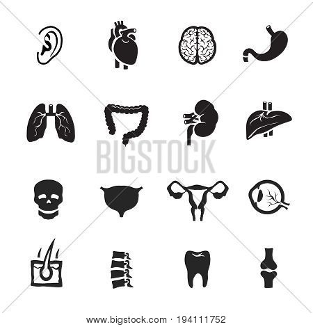 Human organs silhouette icons set on white background. Anatomy, heart and lung illustration