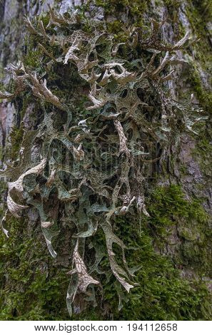 moos and licens (Cetraria islandica) on a bark - macro detail