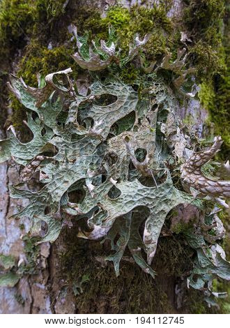 moos and licens (Cetraria islandica) on a bark - macro detail