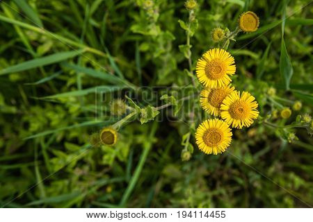 Yellow blooming common fleabane or Pulicaria dysenterica flowers seen from bird's eye view on a sunny day in the Dutch summer season.
