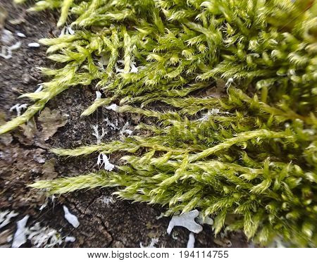 moos and licens on a bark - macro detail