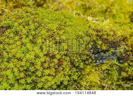 green moos -  in a maro detail