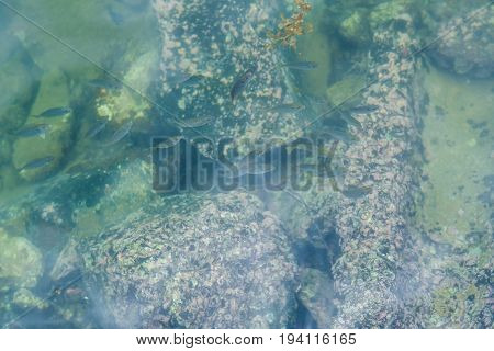 Transparent Sea Water With Fish