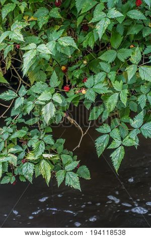 A Salmonberry bush hangs over a stream.