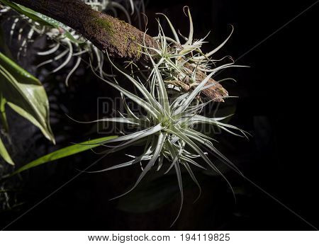 a tillandsia on a branch close up
