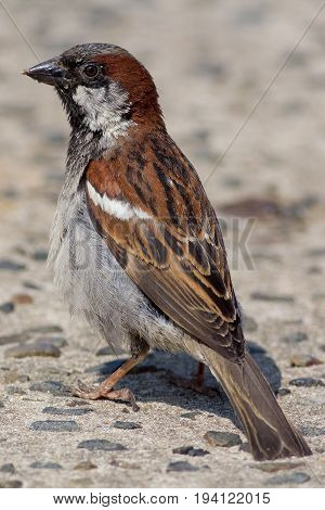Male house sparrow (Passer domesticus). Close up profile of garden bird on concrete path.