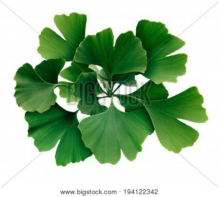 Ginkgo Biloba isolated on a white background as a symbol for traditional medicine representing natural medicinal benefits as a homeopathy symbol for memory or cognitive function.