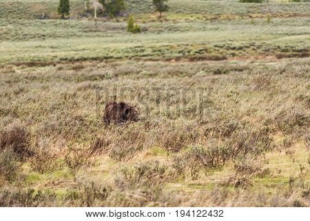 Bleeding beat up mother grizzly bear walking through dry grass prairie in Yellowstone National Park