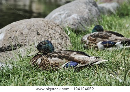 Mallard ducks on the banks of a pond in Poland