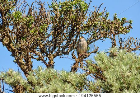 White crowned sparrow sitting perched on tree