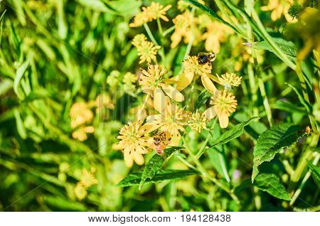 Macro closeup of orange honey bees on yellow wingstem flowers with bokeh focus