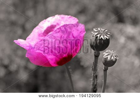 Purple poppy flower in the summer field. Filter applied